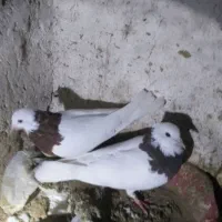 کبوتر|پرنده|بردسکن, |دیوار