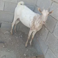 بز آبستن ۲ ماه به بالا