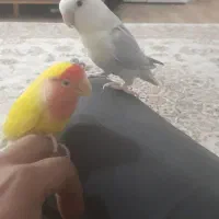 جفت کوتوله برزیلی