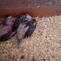 عروس هلندی با جوجه سرلاکی