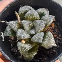 هاورتیا کلکسیونی.تفرو خاص