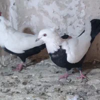 شالنگی و سیندوم سرخ|پرنده|قم, مسجد امام حسن|دیوار