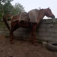 فروش فوری ..|اسب و تجهیزات اسبسواری|چمستان, |دیوار