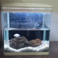 اکواریوم شرکتی نو دلسا با پمپ