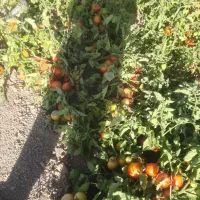 فروش گوجه فرنگی اورگانیک