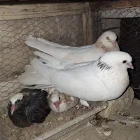 کبوتر،کفتر تهرانی کاشونی نروماده باجوجه