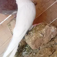 کفتر|پرنده|تبریز, |دیوار