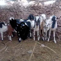 بامتور معامله میکنه 200