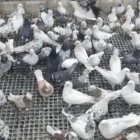 ۱۵۰ عدد پرشی