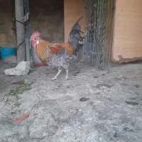 خروس کردی اصیل