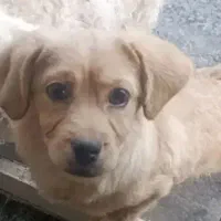 سگ‌پاکوتاه