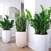 باغبانی باغچه کاری خاک گلدون هرس کاری سمپاشی