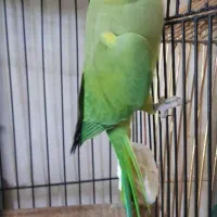 طوطی ملنگو بالغ مست مست