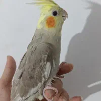 عروس هلندی|پرنده|عباسآباد, |دیوار