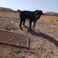 سگ روت فایلر اصیل نگهبان|سگ|قزوین, |دیوار