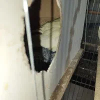 عروس هلندی رو تخم|پرنده|خرمدره, |دیوار