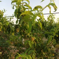 باغ بهترین نقطه صومعه|فروش زمین و ملک کلنگی|نیشابور, شهرک اندیشه|دیوار