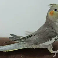 عروس دارچینی|پرنده|قم, سراجه (۱۵ خرداد)|دیوار