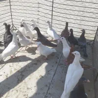 جوجه نامور