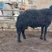 یک راس قوچ تیزران شیشک قره قزل