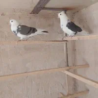 کبوتر پرشی