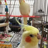 عروس هلندی|پرنده|ایذه, |دیوار