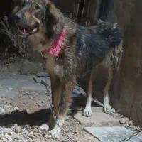 سگ‌ دوسر|سگ|شهرکرد, |دیوار