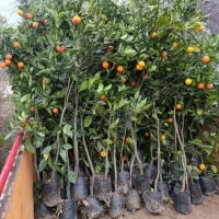 نهال مرکبات نارنگی|خدمات باغبانی و درختکاری|بندرعباس, |دیوار