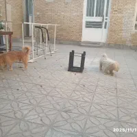 حیوان فروشی