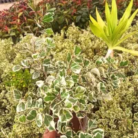 گل آپارتمانی قیمت 50|گل و گیاه طبیعی|محلات, |دیوار