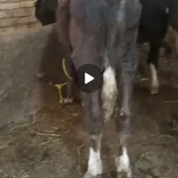 گوساله نر سیمینتال و هلشتاین