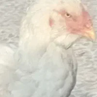 مرغ لاری دانگ بالا همچی تموم