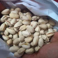 پسته تازه