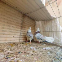 مایه کفترهای بعدازظهری کاشان|پرنده|کاشان, میدانگاه آقا|دیوار