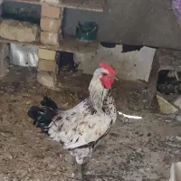 خروس