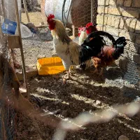 بوقلمون وخروس ومرغ|حیوانات مزرعه|بشاریات, |دیوار