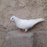 کفتر کله سبز