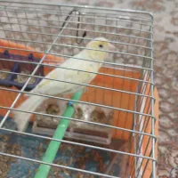 قناری نرفروشی