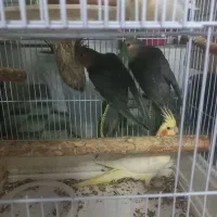 عروس هلندی بازیگوش و سرحال|پرنده|مهدی شهر, |دیوار