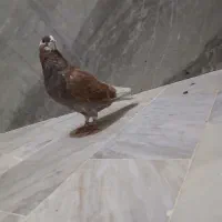 کبوتر تهرونی