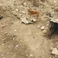 واگذاری توله سگ نگهبان نر|سگ|کرمانشاه, |دیوار