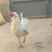 مرغ خروس گلین و سلطان