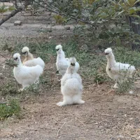 مرغ ابریشمی