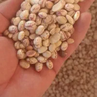 لوبیا چیتی بدون سرمازدگی امسال|خوردنی و آشامیدنی|الیگودرز, |دیوار