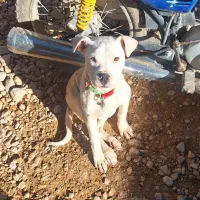 نر و ماده داگو آرژانتین نره یک شاله ماده ۵ ماهه