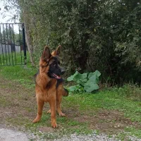 ژرمن شولاین ۱۰ ماهه نر قیمت توافقی