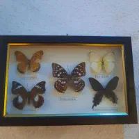 تابلو پروانه