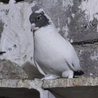 فروش دم قهوه ایی ودم سیاه نقابی|پرنده|بهبهان, |دیوار