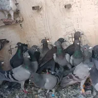 کفتر جوجه پلاکی|پرنده|شیراز, پانصد دستگاه ارتش|دیوار