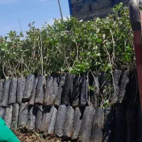 یکساله دوساله ودوماهه نهال پسته